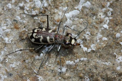 Réf. 305 722 : Cephalota circumdata leonschaeferi